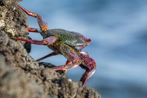 an Atlantic crab