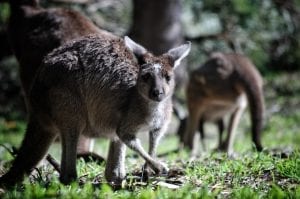 facts about Kangaroos