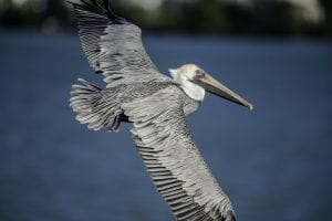 A pelican flying over the sea