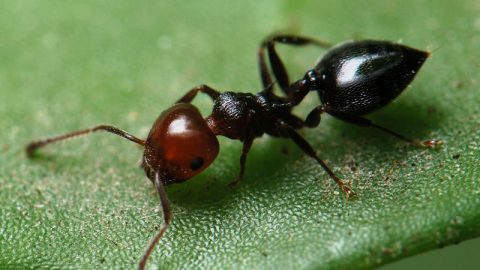 ant on a leaf