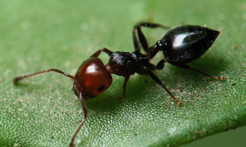 ant on a leaf