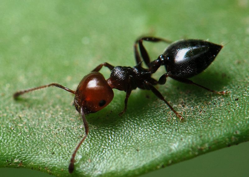 ant on a leaf