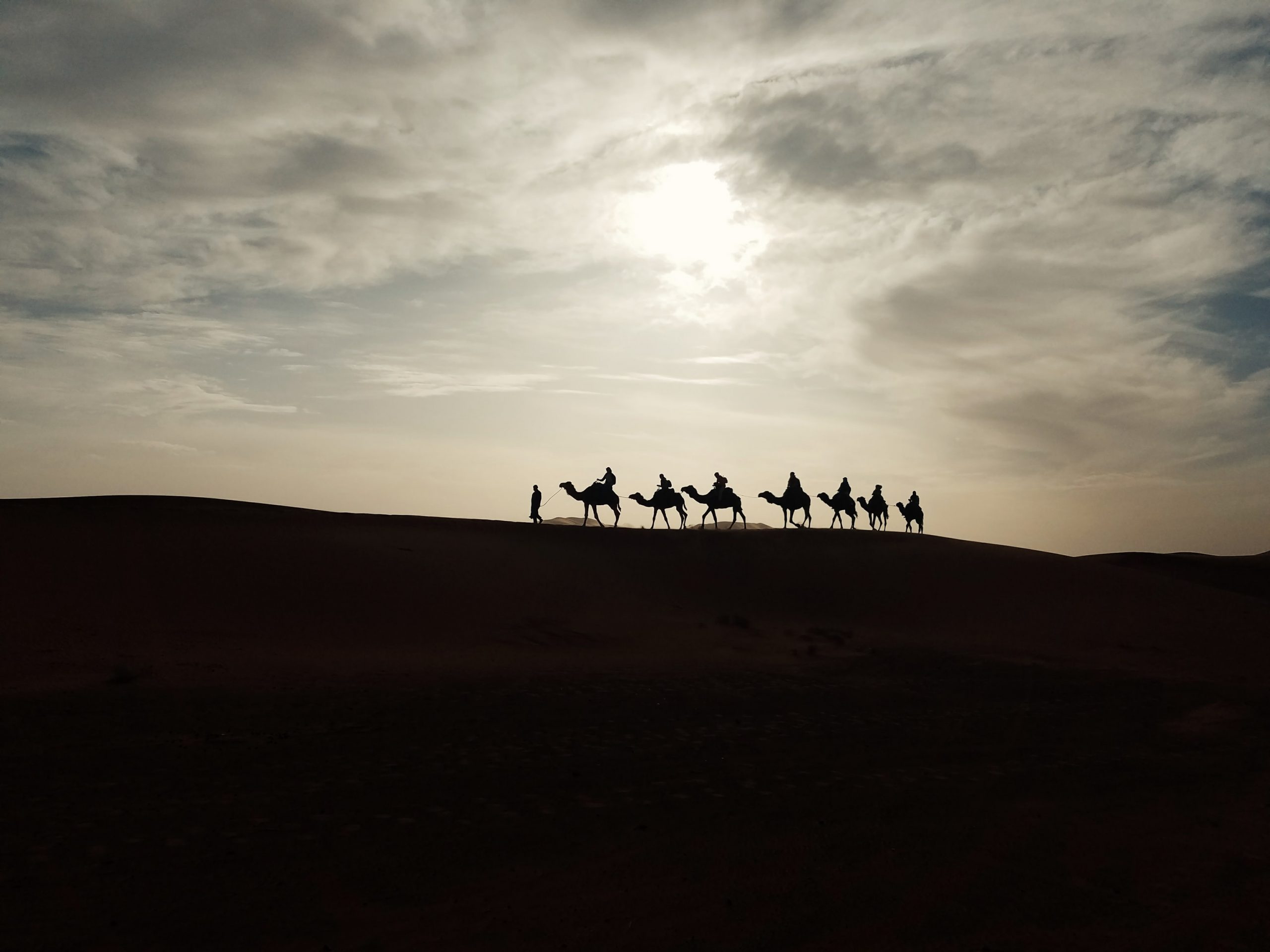 10 Complete Facts About Camels