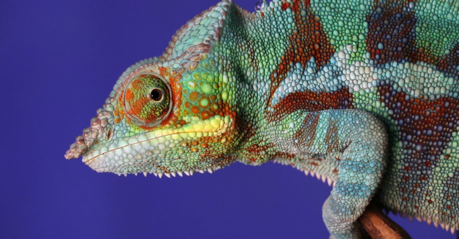 facts about chameleons