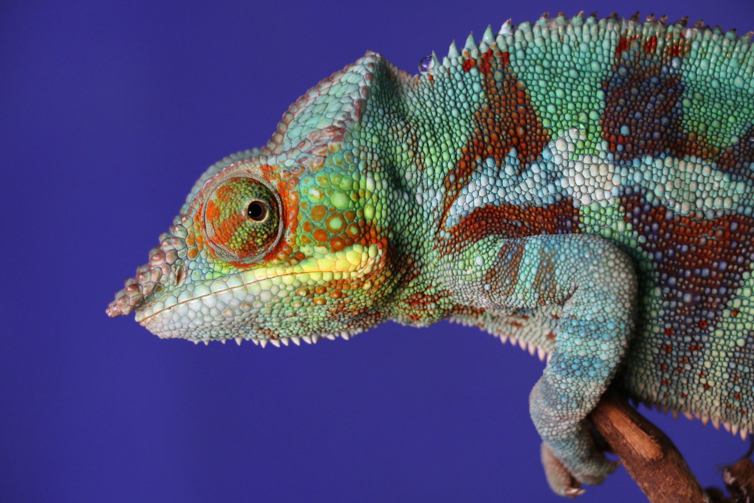 10 Colourful Facts About Chameleons
