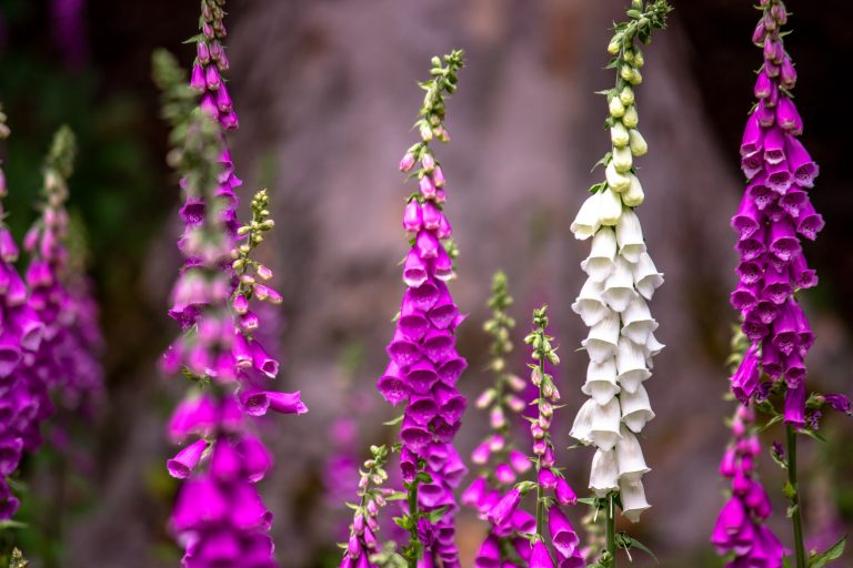 facts about garden poisons