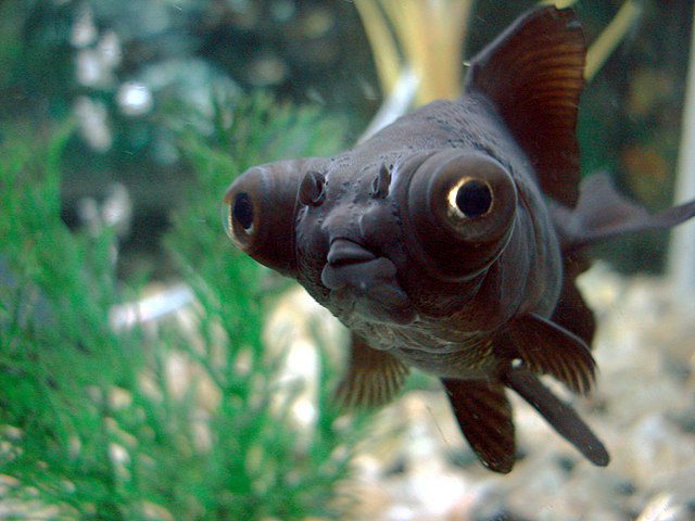 Black Moor goldfish