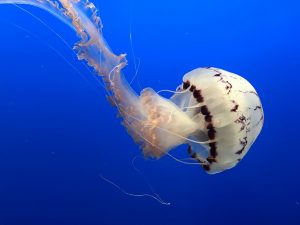 facts about jellyfish