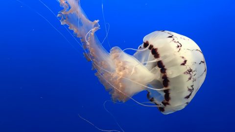 facts about jellyfish