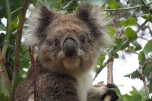 Koala Bear Facts