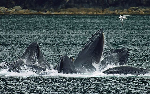 a pod of whales