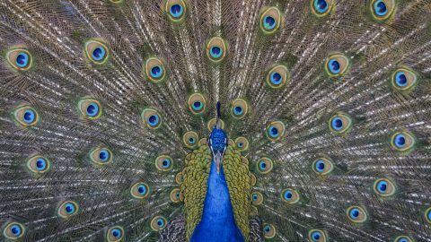 facts about peacocks