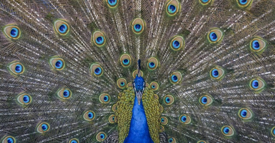 facts about peacocks