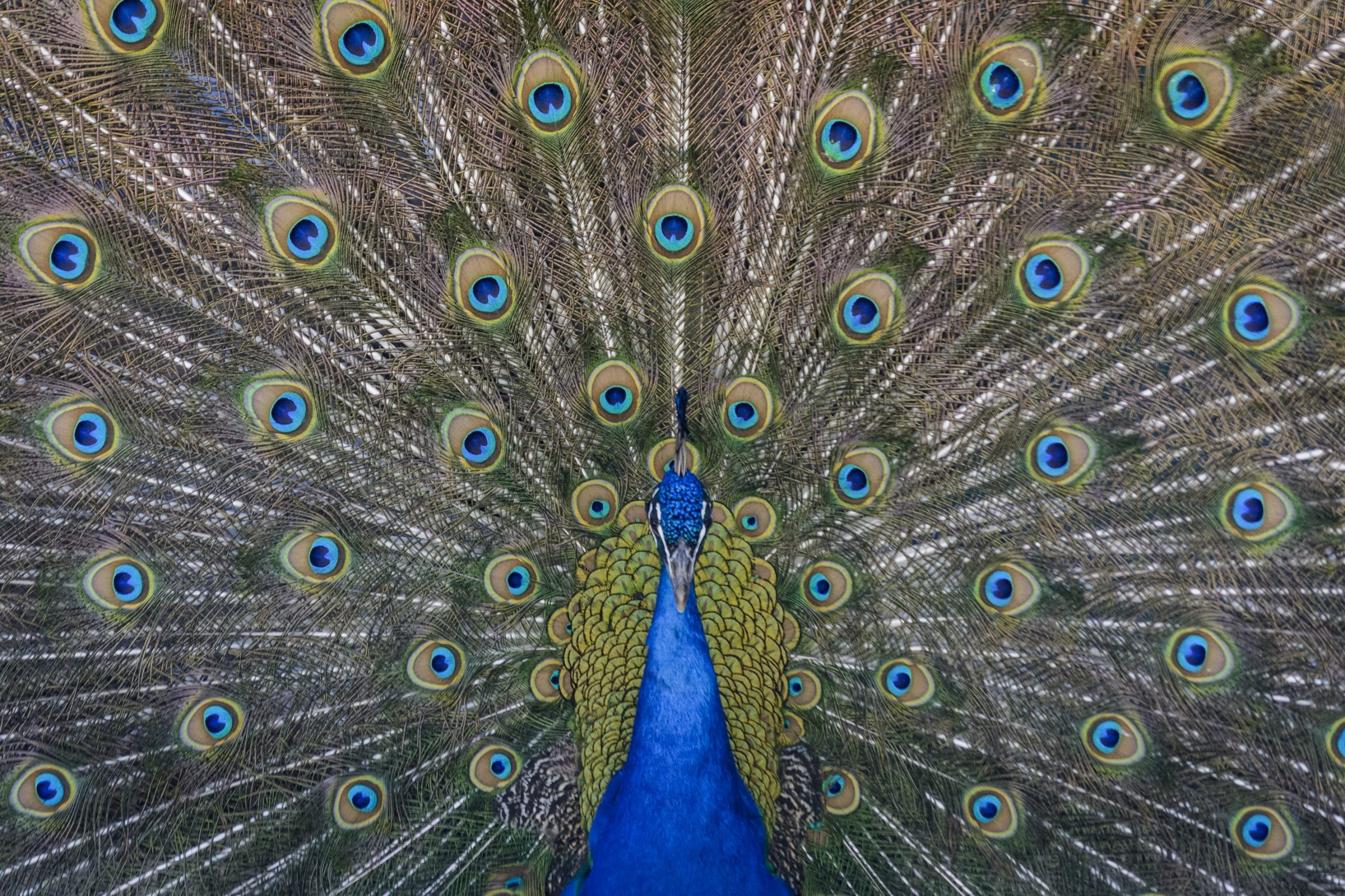 13 Proud Facts About Peacocks