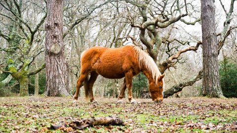 facts about the new forest