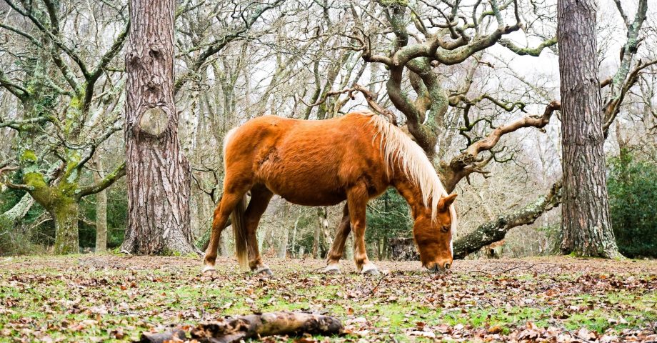 facts about the new forest