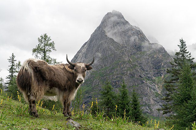 domestic yak