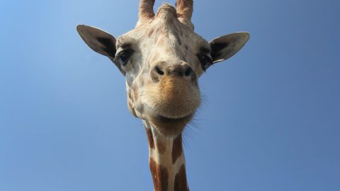 fun facts about Giraffes