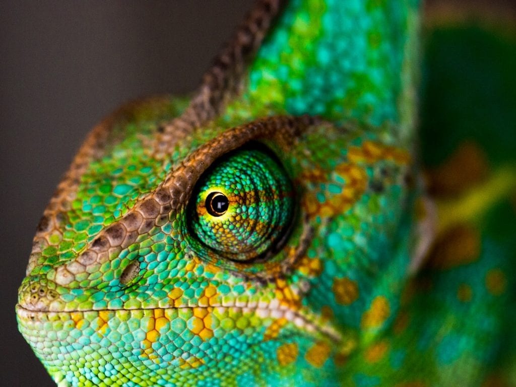 12 Colourful Facts about Chameleons - Facts