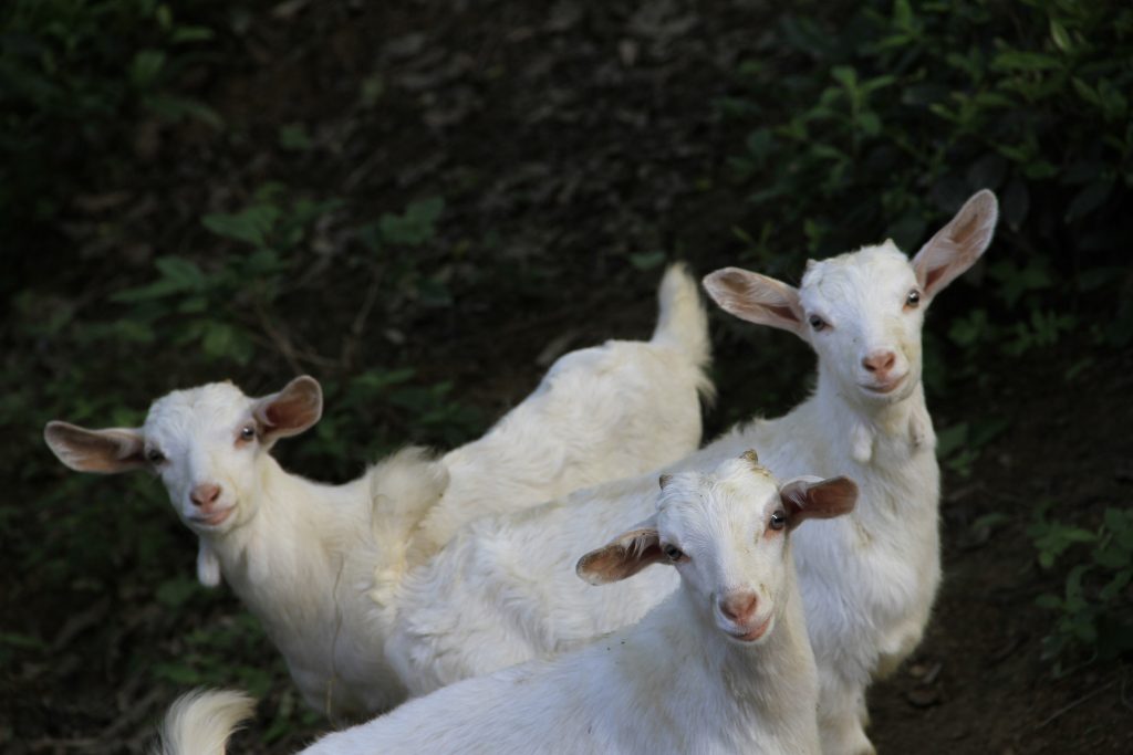 fun facts about goats