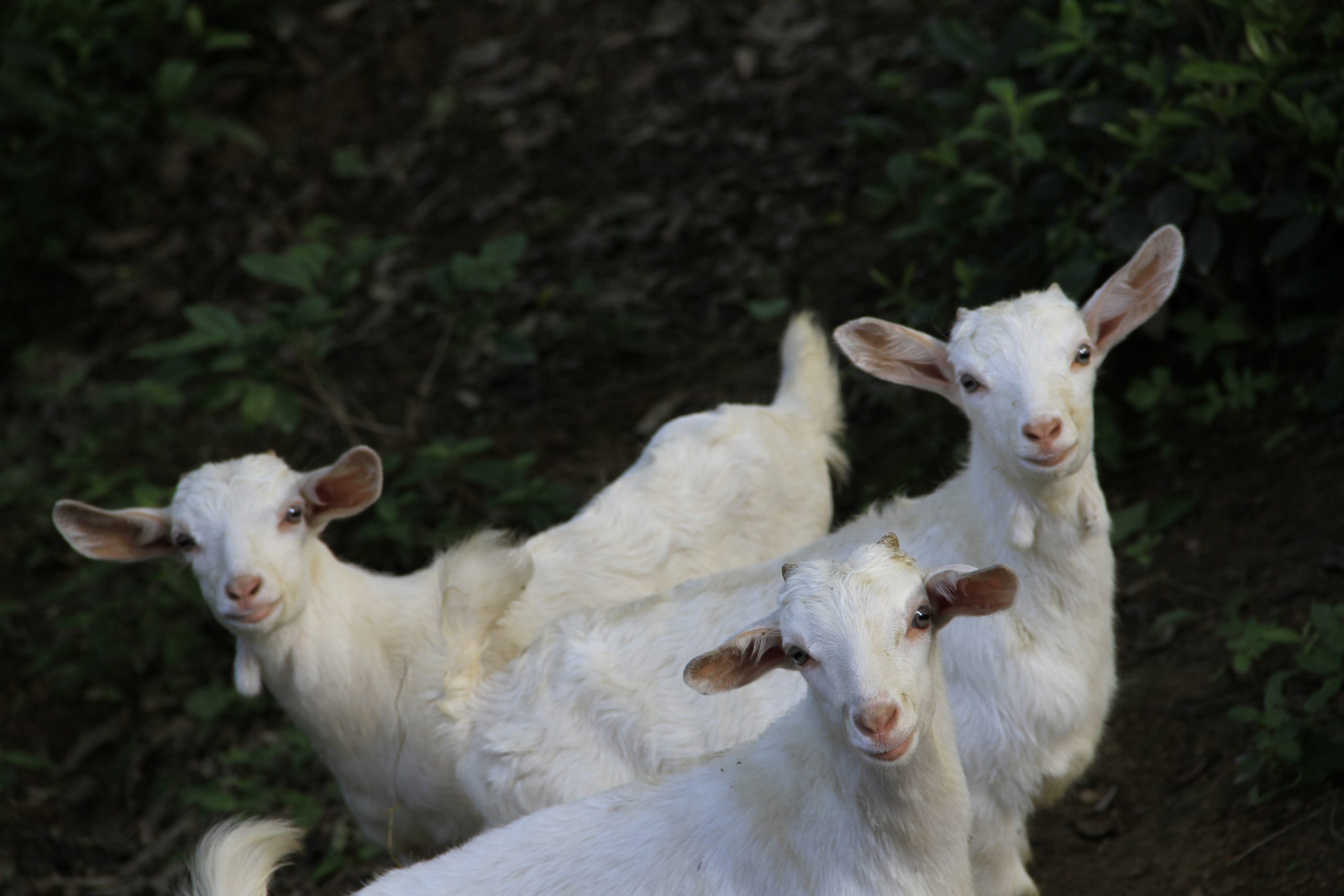 15 Genius Facts About Goats