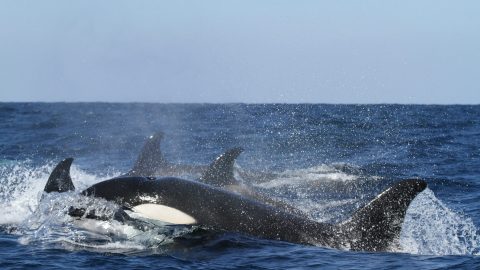 fun facts about killer whales