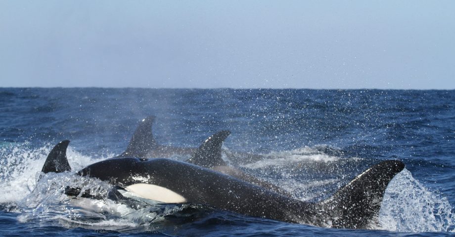 fun facts about killer whales