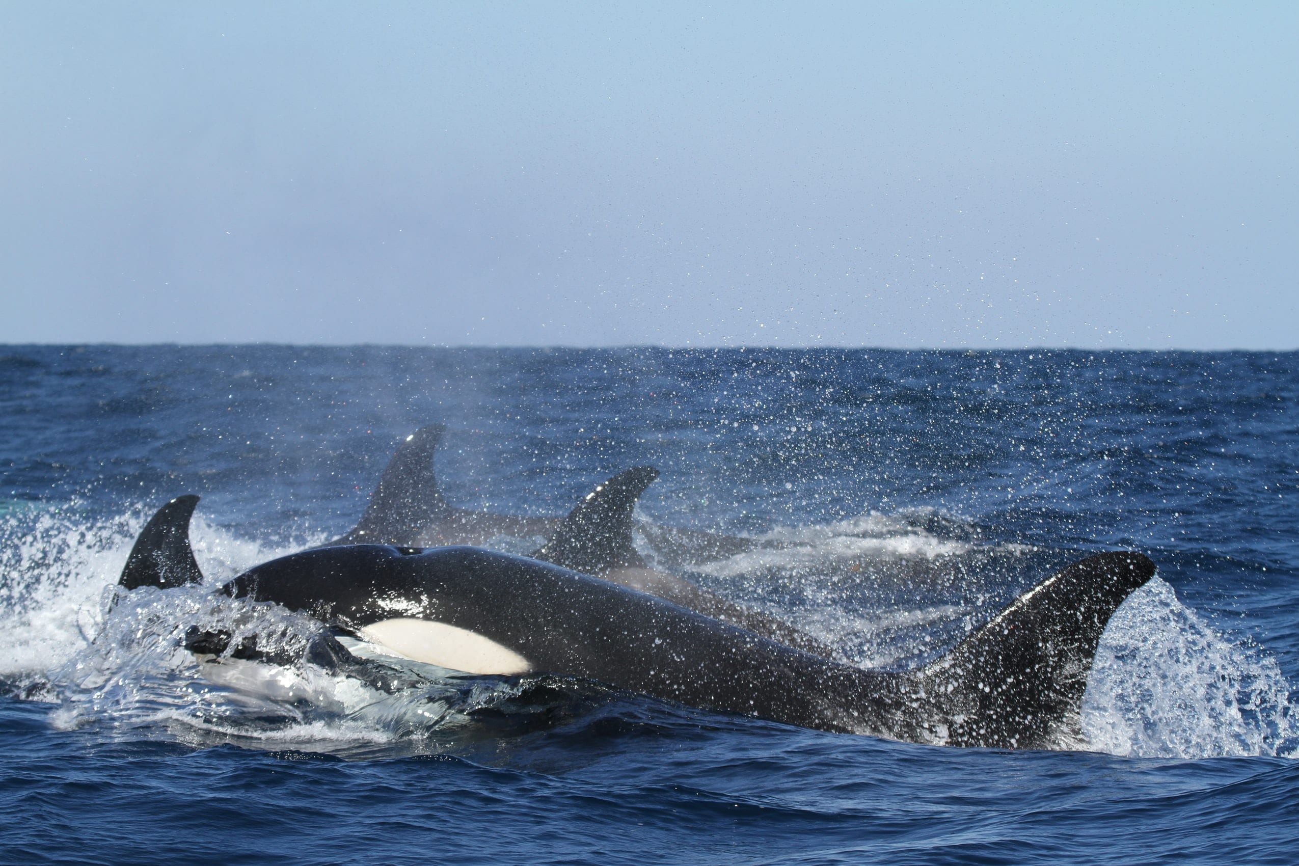 14 Keen Facts About Killer Whales