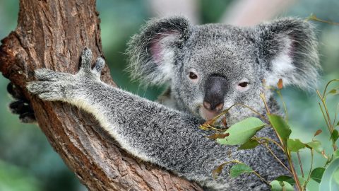 fun facts about koala bears