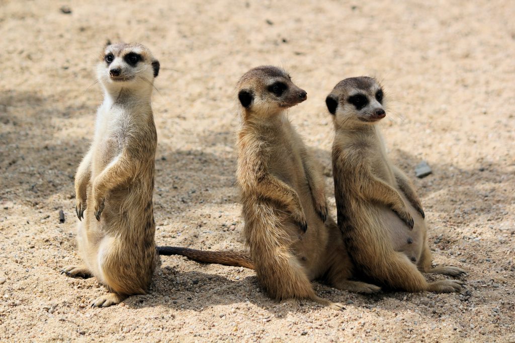 18-magical-facts-about-meerkats-facts