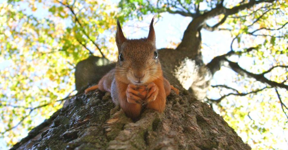 a squirrel climbing down a tree