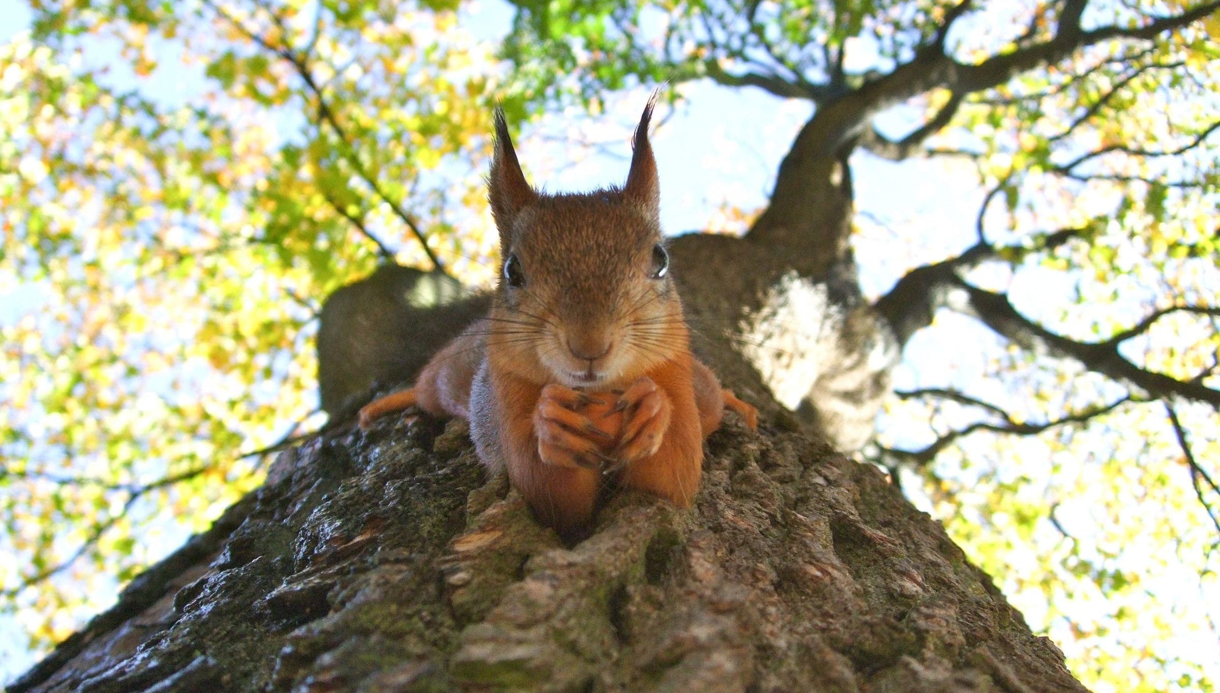 15 Surprising Facts About Squirrels