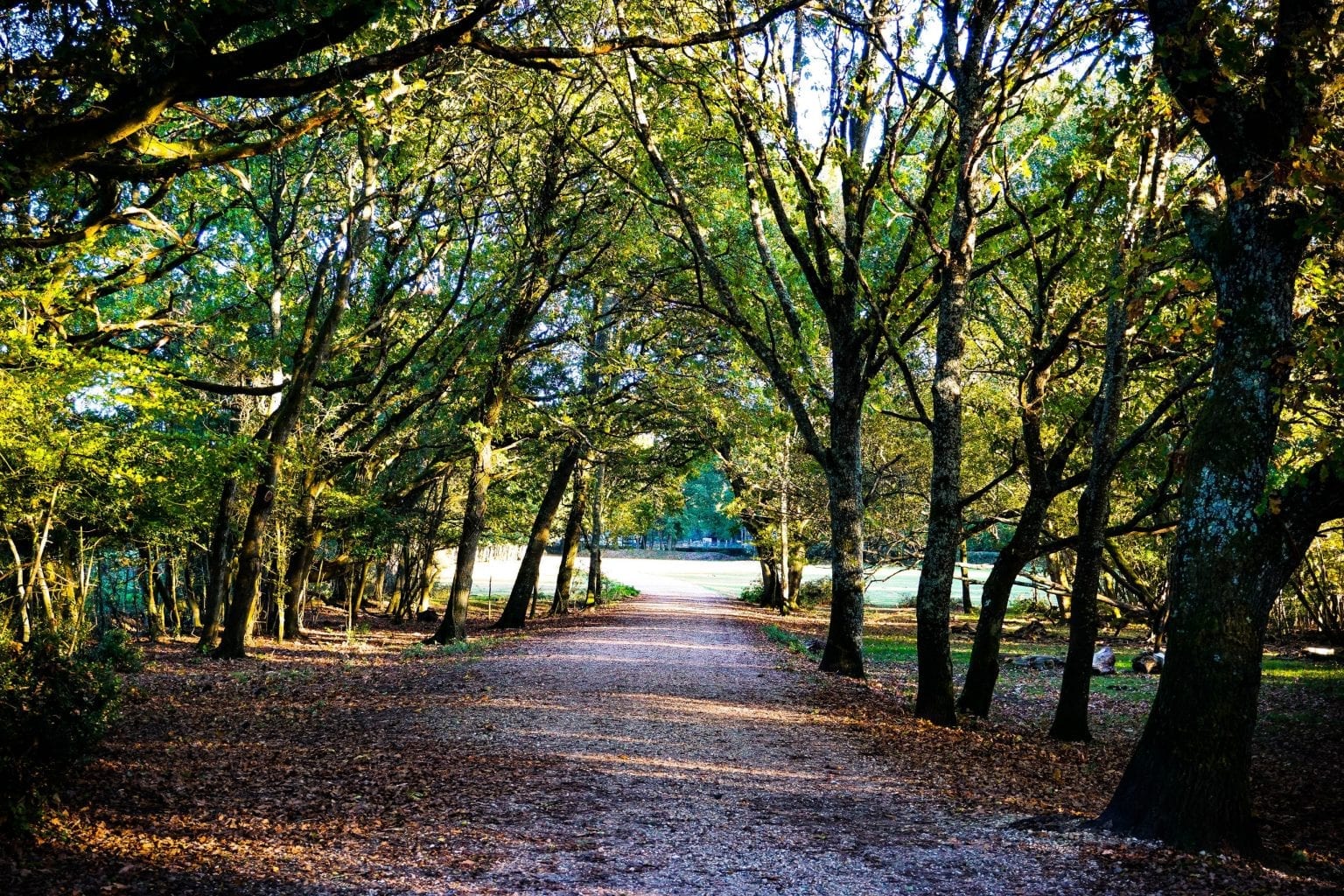 14 First Class Facts About The New Forest Facts