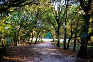 fun facts about the new forest