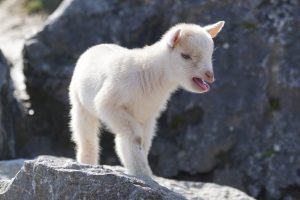 Baby goat bleating.