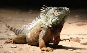 An impressive looking iguana