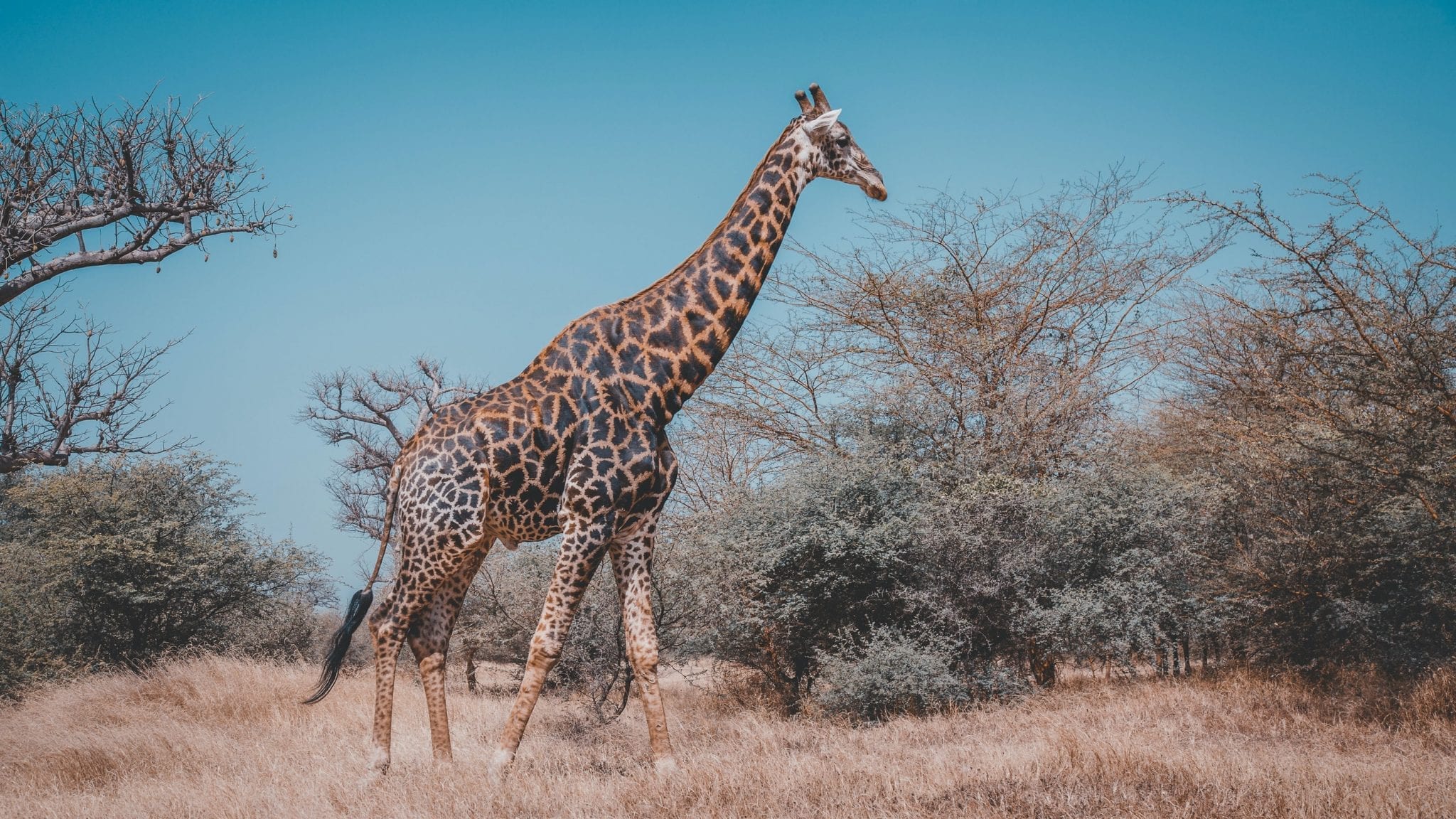 17 Great Facts About Giraffes - Fact City