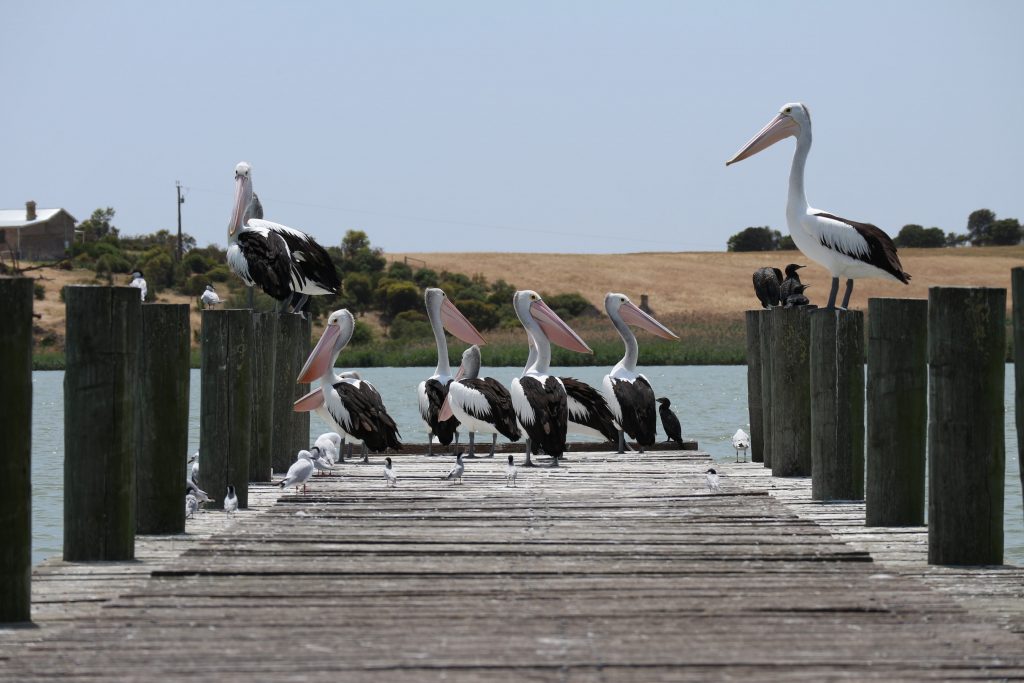 interesting facts about Pelicans