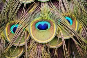 peacock feathers 