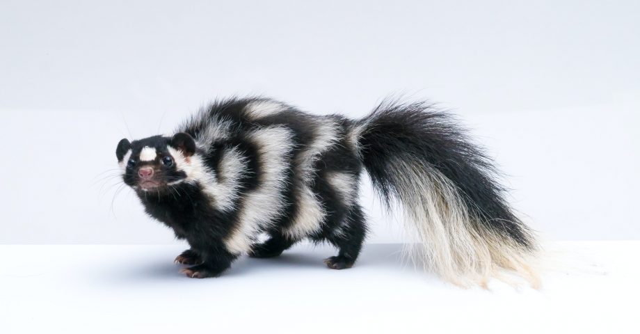 interesting facts about skunks