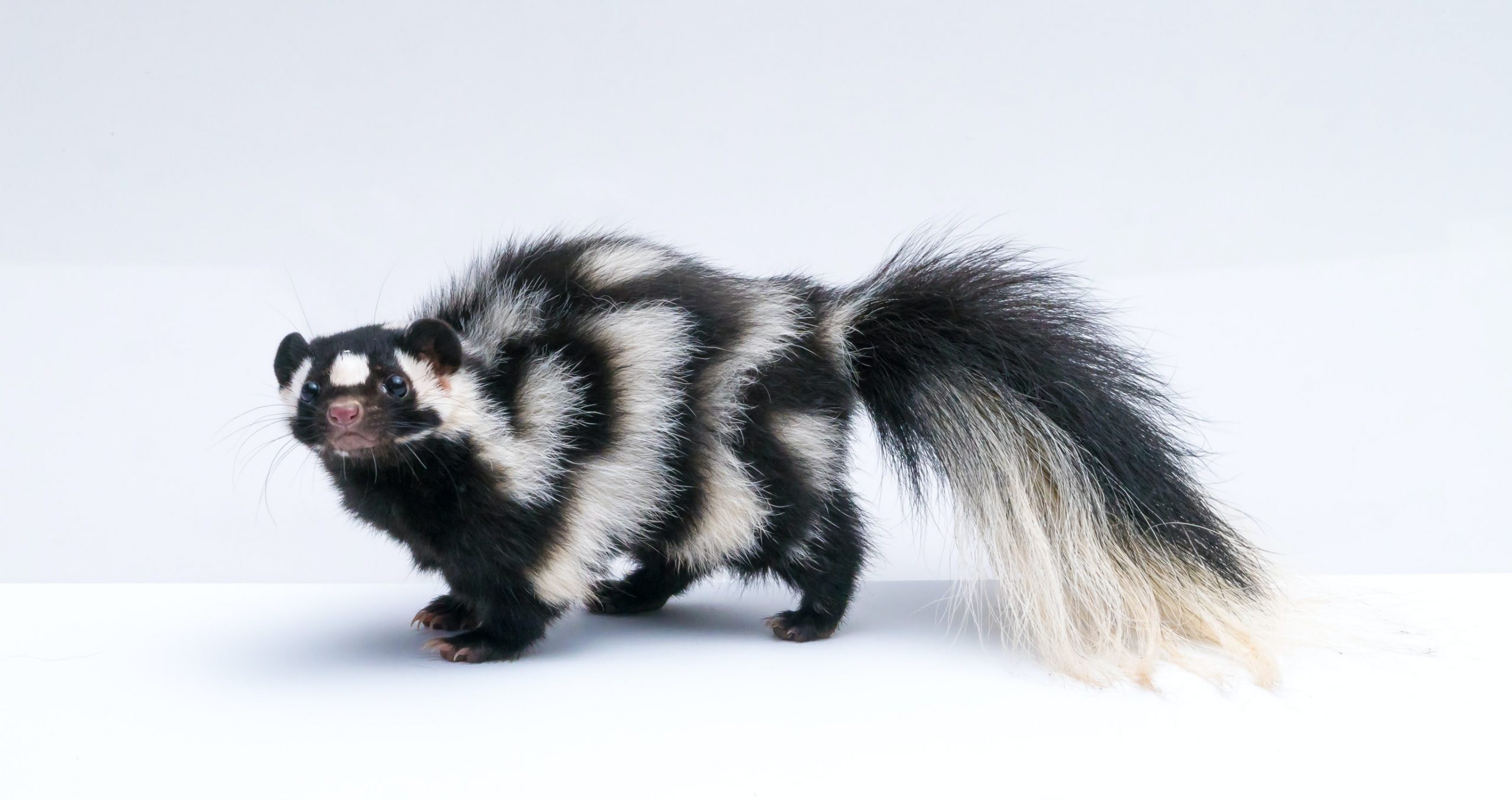 11 Smelly Facts About Skunks