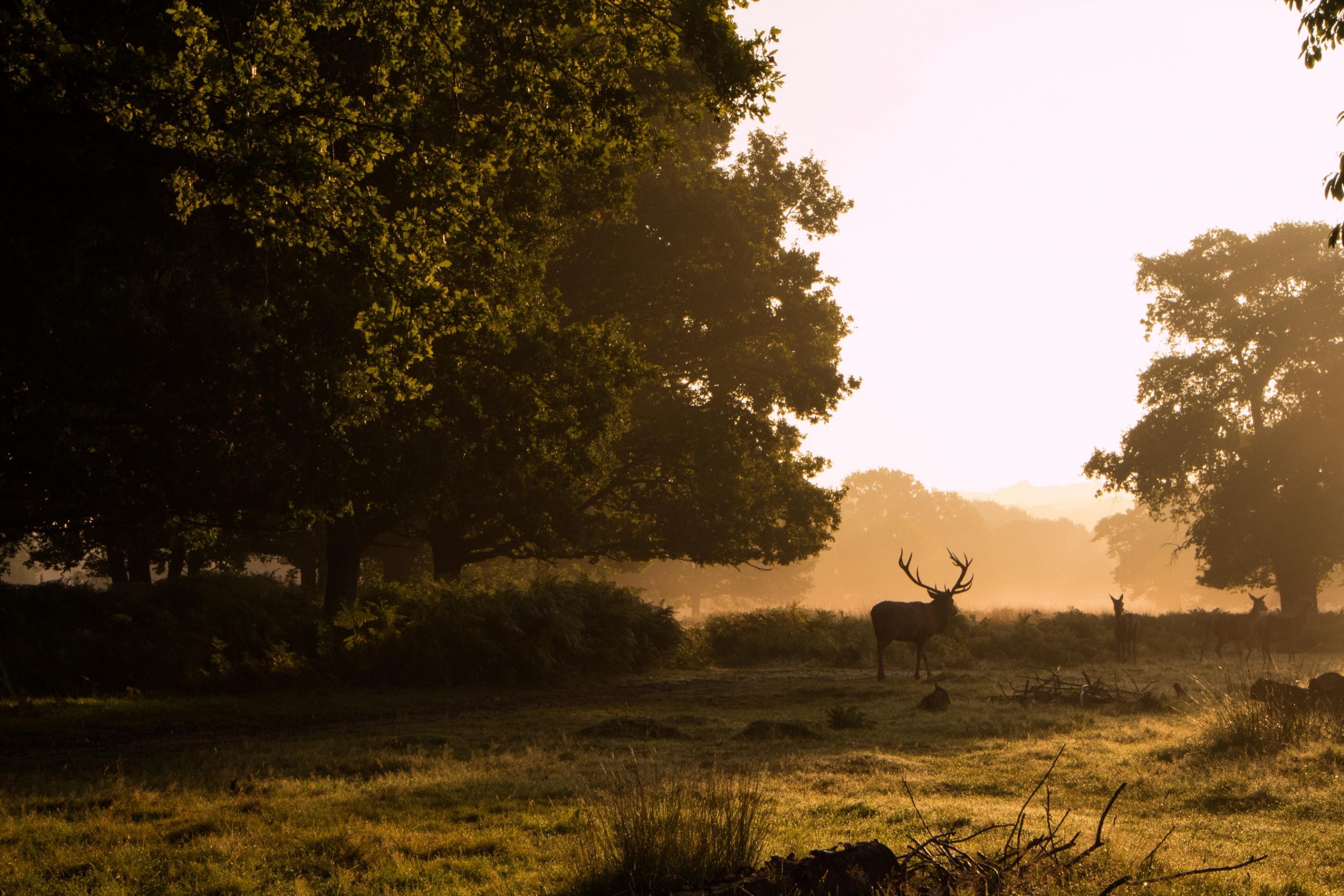 9 Super Facts about Surrey
