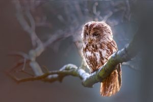 Owl Facts