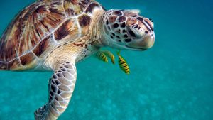 Sea Turtle in the Red Sea