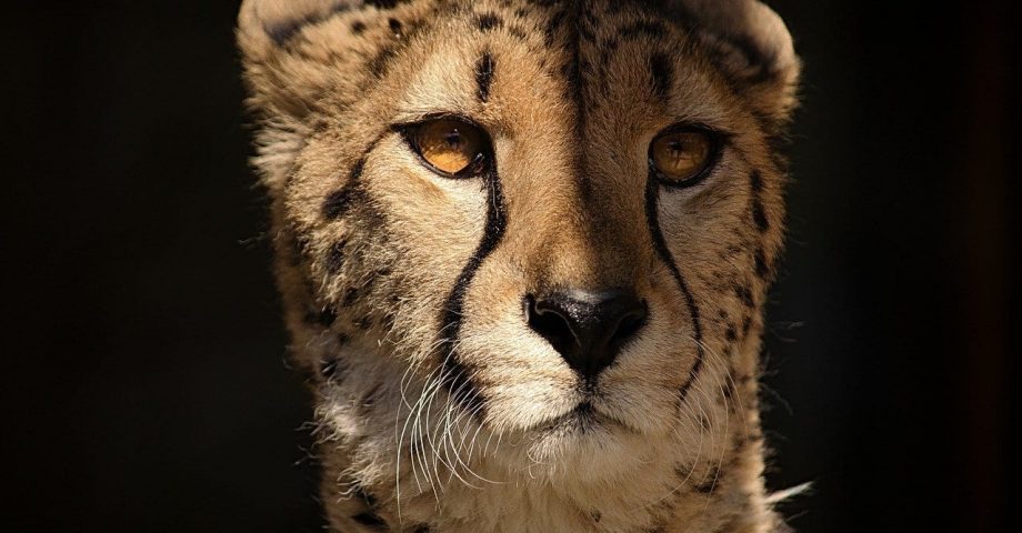 Facts about Cheetahs