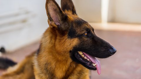 Facts about German Shepherd Dogs