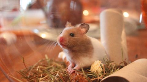 Facts about Hamsters