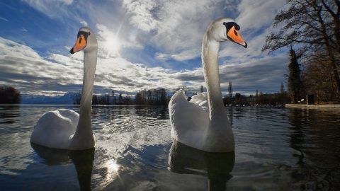 Facts about Swans