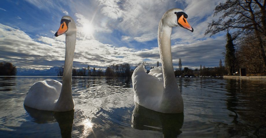 Facts about Swans