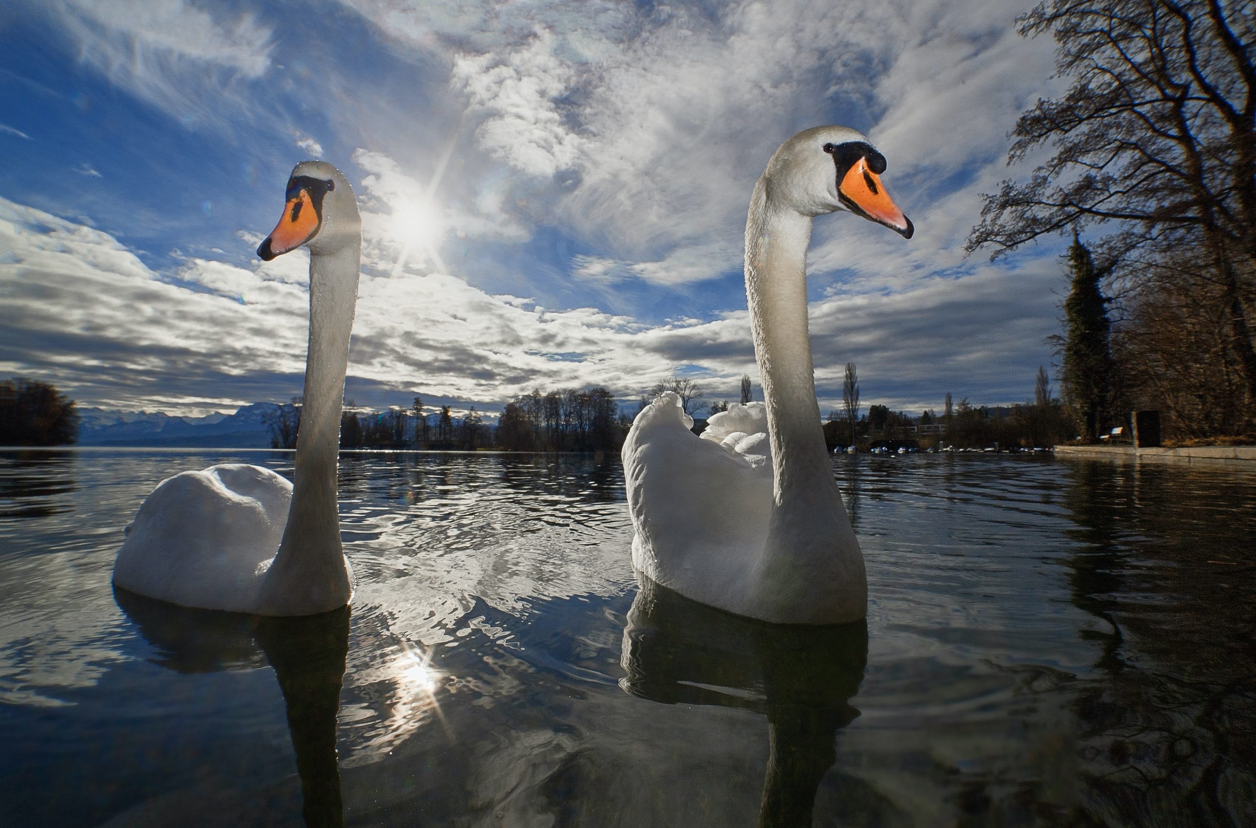 12 Serene Facts About Swans